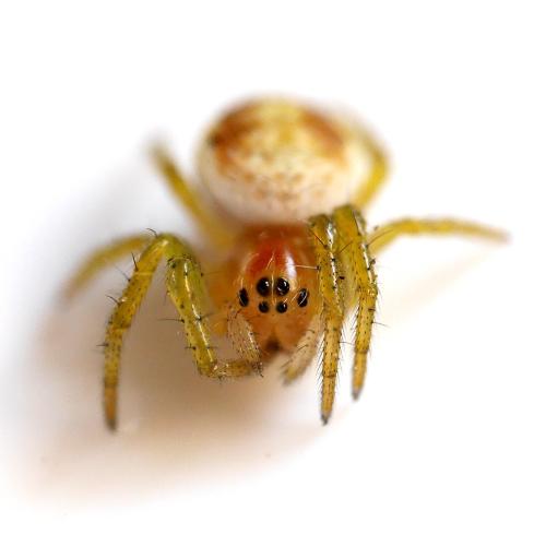 Araniella sp.